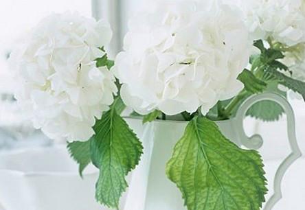 供應(yīng)荷蘭繡球花進(jìn)口報(bào)關(guān)鮮花報(bào)關(guān)公司