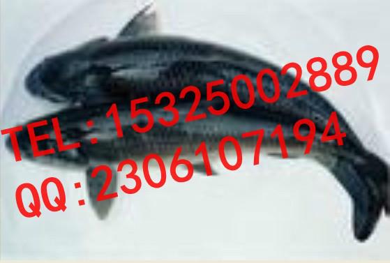 供應釣魚誘魚劑*引魚上鉤用DMPTCC-DMPT02