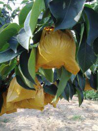 煙臺黃金梨批發(fā)圖片