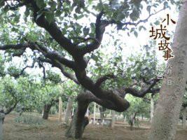 新高圖片/新高樣板圖 (3)