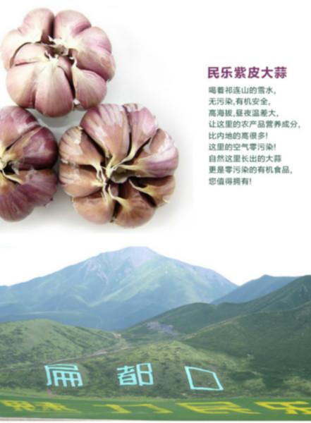 民樂紫皮大蒜圖片/民樂紫皮大蒜樣板圖 (3)