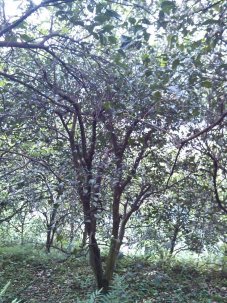 供應(yīng)湖南柚子樹苗價(jià)格 湖南柚子樹苗種植基地