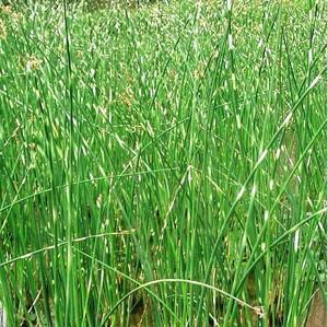 供應(yīng)阿克蘇水蔥種植，*批發(fā)水蔥種苗，優(yōu)質(zhì)水蔥種苗銷售，水蔥種植技術(shù)