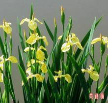 供應(yīng)鶴壁黃菖蒲種植，荷花種植技術(shù)，睡蓮種植價格，黃菖蒲種植方法與技術(shù)