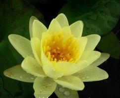 供應阜新種植睡蓮，種植睡蓮技術，睡蓮銷售批發(fā)公司，睡蓮種植方法