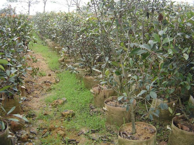 120分150分160分高紅葉石楠苗圖片