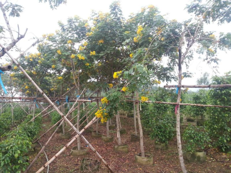 供應(yīng)*漳州黃花槐5公分地苗批發(fā)價馬口*苗木供應(yīng)商