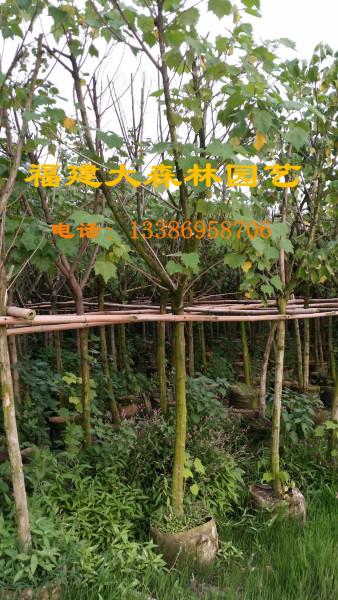供應(yīng)龍海木芙蓉袋裝苗9000棵專業(yè)木芙蓉供貨商公路*苗
