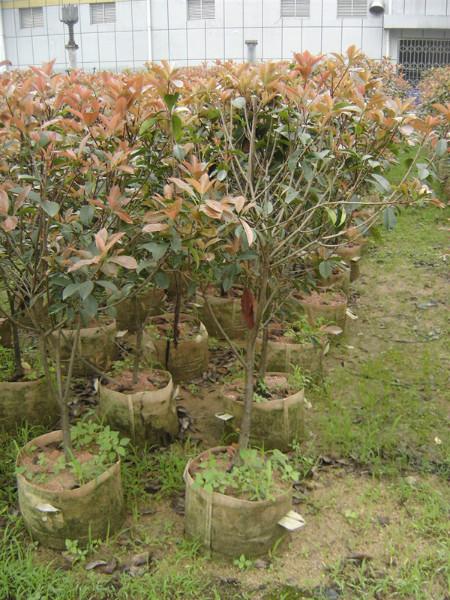 供應漳州120cm-150cm-200cm紅葉石楠球特價處理