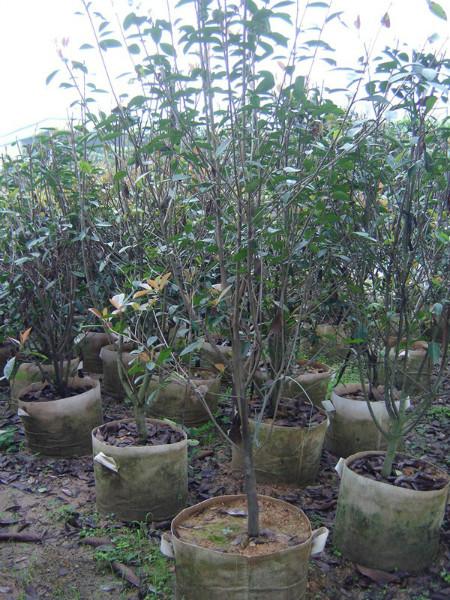 供應(yīng)漳州紅葉石楠袋裝苗*苗3000棵*供應(yīng)基地