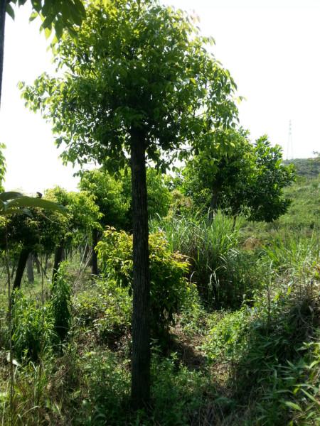 供應(yīng)東山大冠袋裝香樟苗8分10分12分18分20分25分全冠