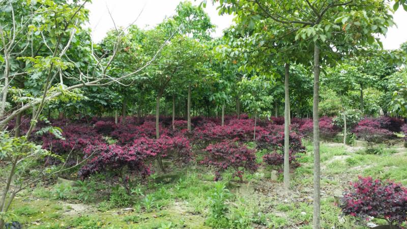 供應(yīng)*紅繼木球高度40-80冠幅40-60小區(qū)*地被苗