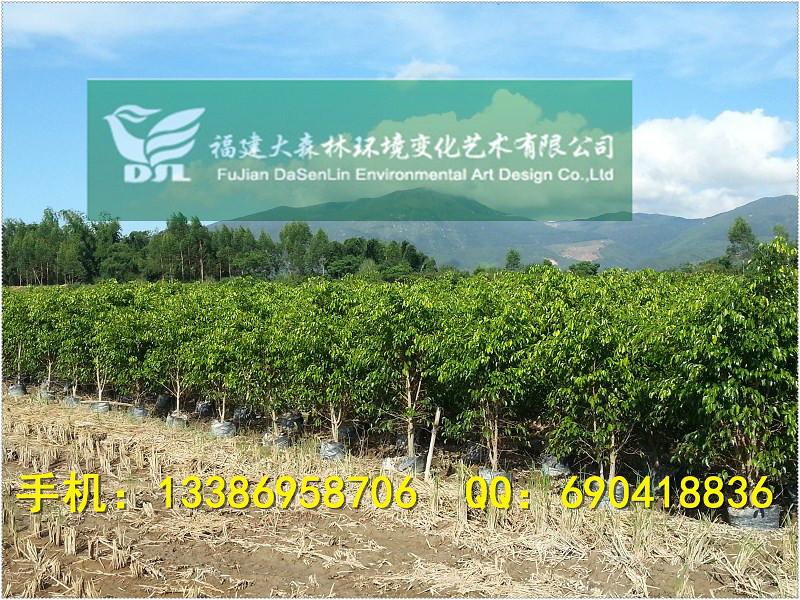 供應(yīng)100公分高垂葉榕杯苗*樹型清場價漳州垂葉榕基地