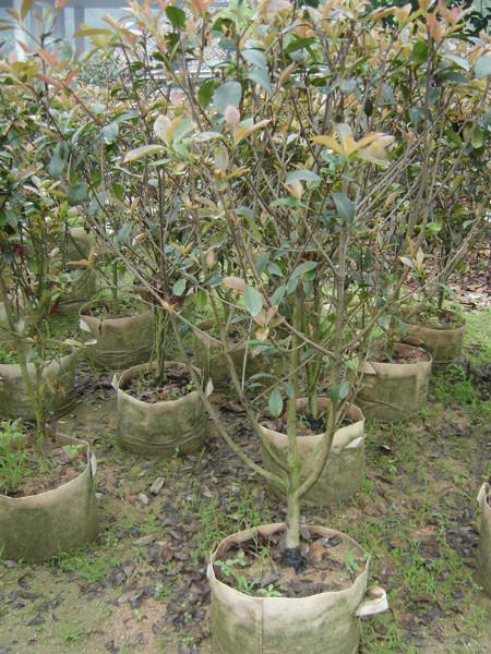 紅葉石楠球圖片/紅葉石楠球樣板圖 (2)