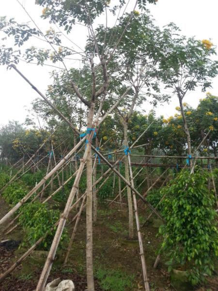 供應(yīng)*漳州黃花槐5公分地苗批發(fā)價馬口*苗木供應(yīng)商