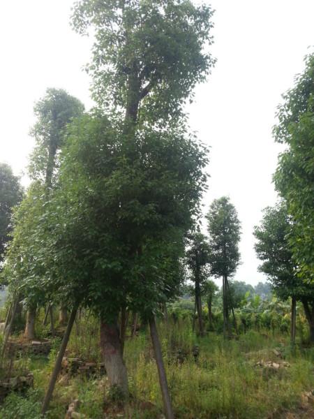 移栽香樟圖片/移栽香樟樣板圖 (3)
