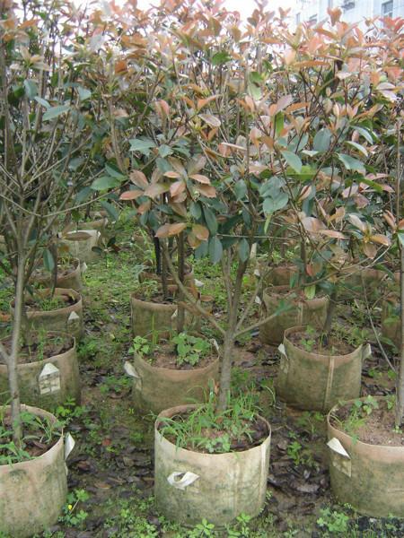 供應(yīng)龍海紅葉石楠球型大量批發(fā)各種規(guī)格*供貨商