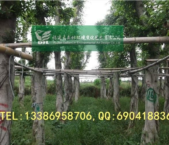 供應(yīng)500棵小葉榕清場(chǎng)價(jià)出售漳州榕樹(shù)基地批發(fā)價(jià)