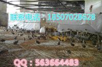 供應(yīng)江西*苗批發(fā)