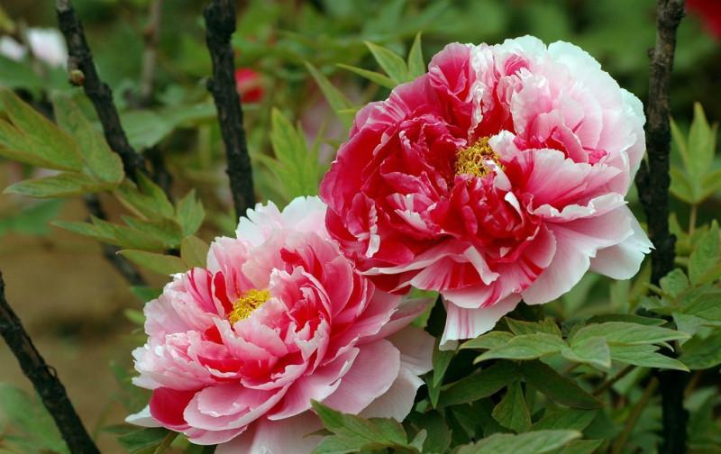 供應(yīng)陜西個性大型壁畫客廳臥室無紡布