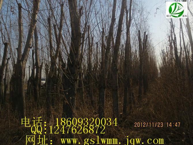 供應(yīng)甘肅垂柳甘肅速生柳甘肅旱柳綠王苗木