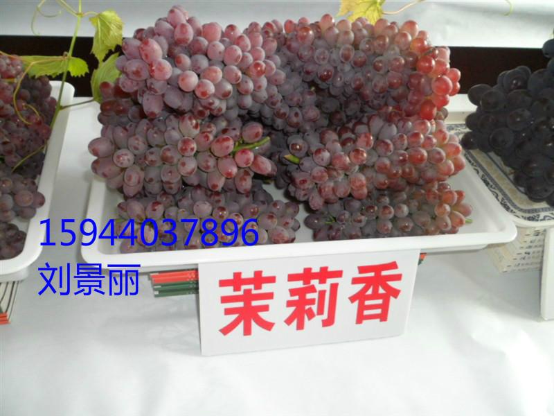 供應(yīng)吉林蜜汁鮮食葡萄--茉莉香葡萄苗