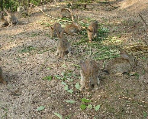 供应易县野兔的价格，野兔的报价，野兔多少钱