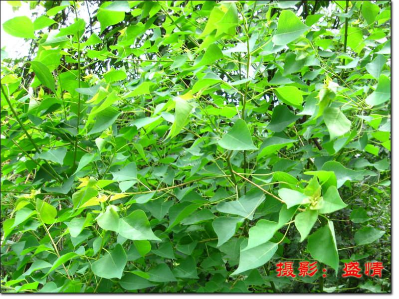 供應(yīng)江西燈臺(tái)價(jià)格、江西燈臺(tái)批發(fā)、江西燈臺(tái)