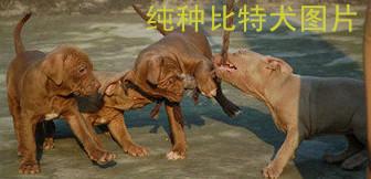 供應江西比特犬養(yǎng)殖技術(shù)比特犬價格