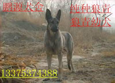 供應(yīng)2-3個月的純種*青*多少錢一只