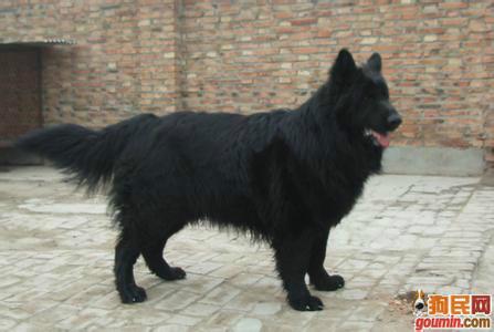 牧羊犬圖片/牧羊犬樣板圖 (2)