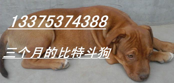 純種比特斗狗哪里有賣的圖片