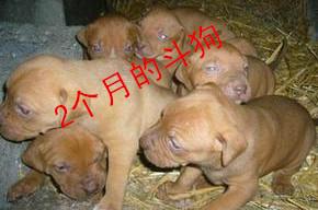 供應江西比特犬養(yǎng)殖技術(shù)比特犬價格