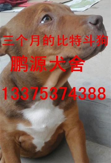 供應(yīng)純種比特斗狗哪里有賣的？