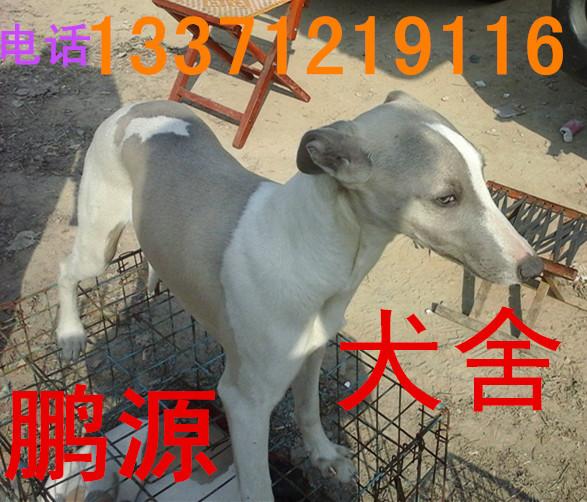 狼青犬比特犬細(xì)狗圖片
