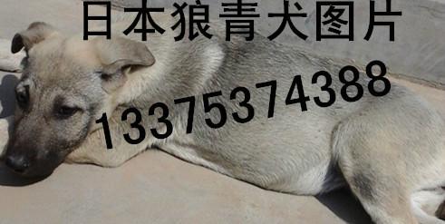 供應(yīng)濉溪縣哪里有賣*青幼崽的