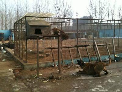 供應(yīng)馬犬比特犬比特犬價(jià)格比特犬養(yǎng)殖視