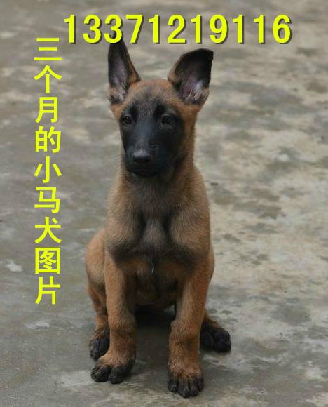 供應(yīng)馬犬*青犬成年馬犬成年*青犬