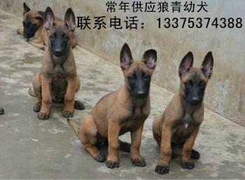 济宁市3个月的马犬幼犬需要训练吗厂家