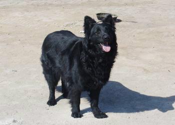 牧羊犬圖片/牧羊犬樣板圖 (4)