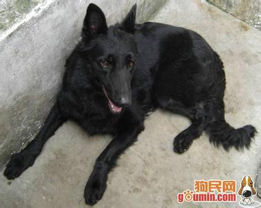 牧羊犬圖片/牧羊犬樣板圖 (3)