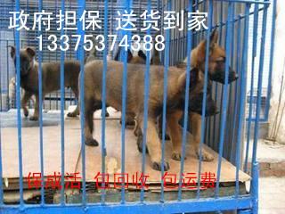 供應通遼*青犬*價格