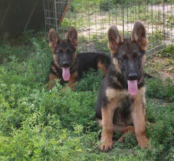 供應(yīng)3個月的德國牧羊犬哪里有賣的