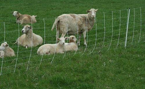 供應(yīng)包頭牛欄網(wǎng)那便宜