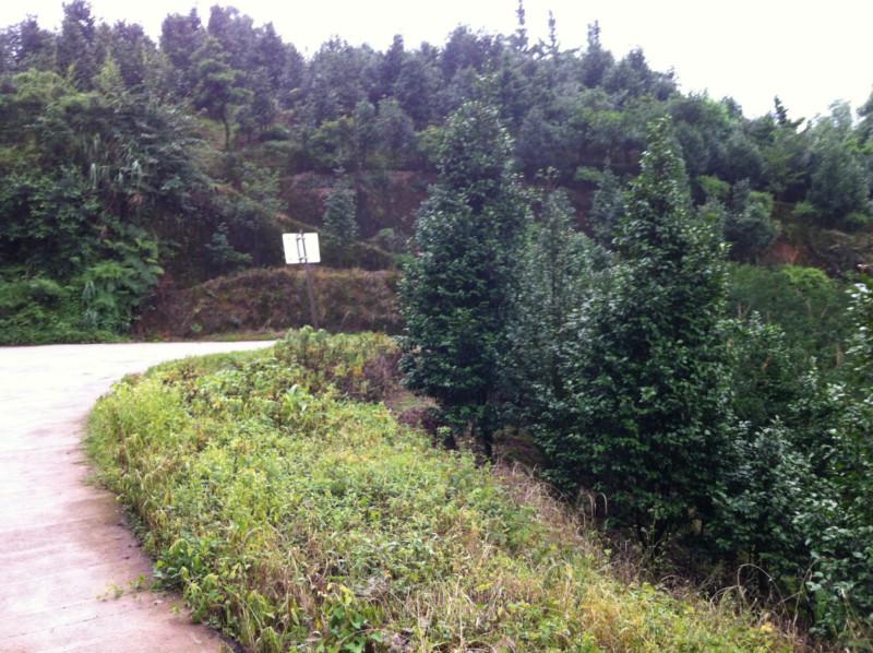 茶花直销，供应浙江茶花基地，茶花买卖