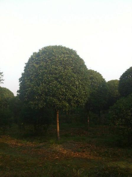 供應(yīng)四川桂花苗批發(fā)，四川桂花苗基地，四川桂花苗價格，四川桂花苗介紹