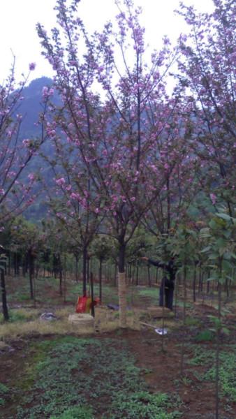 供應(yīng)成都紅葉櫻花種植基地，紅葉櫻花批發(fā)價(jià)，紅葉櫻花價(jià)格