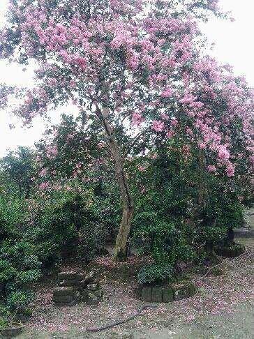 供應(yīng)原生紫薇四川紫薇紅花紫薇批發(fā)