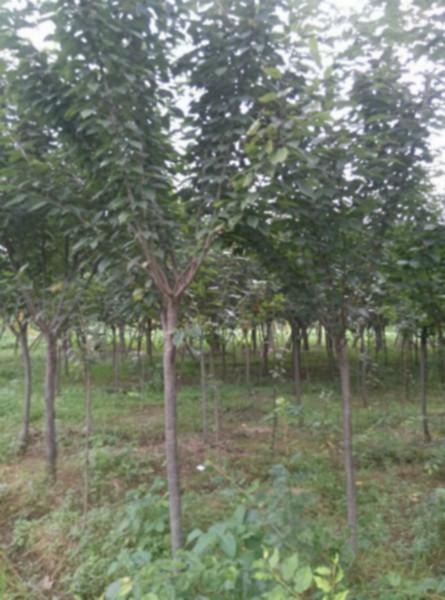 四川晚櫻基地紅花櫻花基地圖片