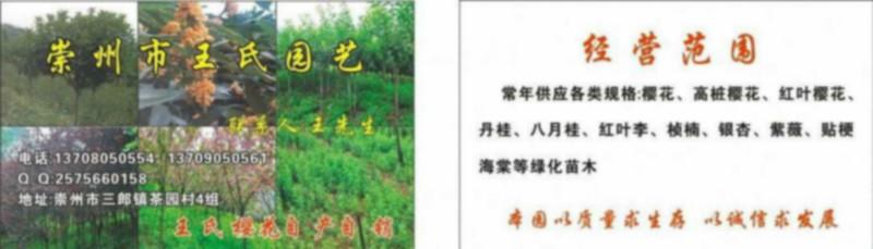 供應(yīng)成都高桿桂花四川桂花批發(fā)